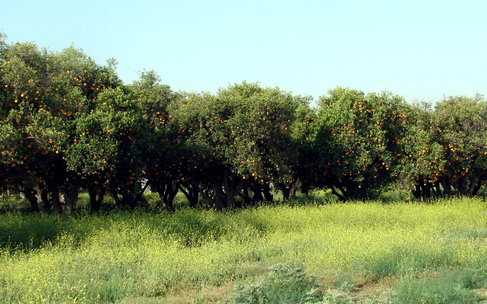 Orange grove on Lugonia Street in Redlands, representing the city's agricultural heritage and community spaces