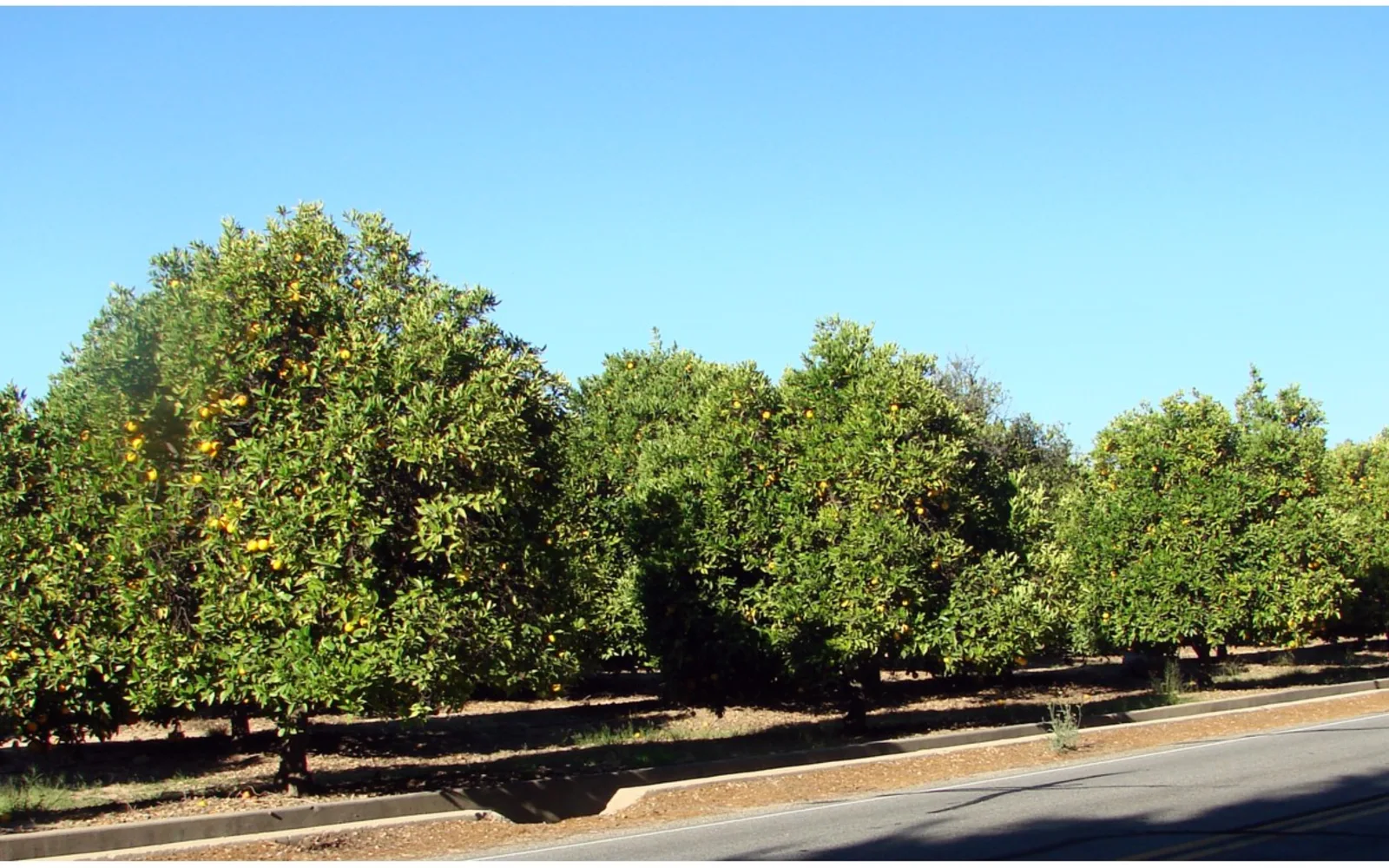 Orange grove in Redlands with morning light, representing the city's historic citrus heritage